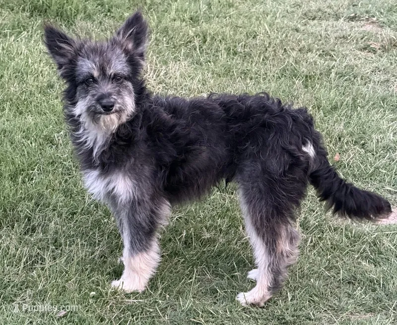 Fluffy - Black Tri Male 1 – Miniature Aussiedoodle puppy for sale in Lawton, OK
