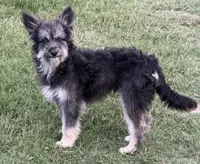 Fluffy - Black Tri Male 1, a male Miniature Aussiedoodle for sale in Lawton, OK – 1 of 10
