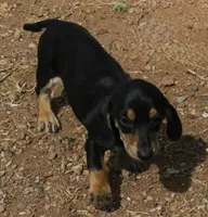 Bailey - Black & Cream Female, a female Miniature Dachshund for sale in Lawton, OK – 3 of 5