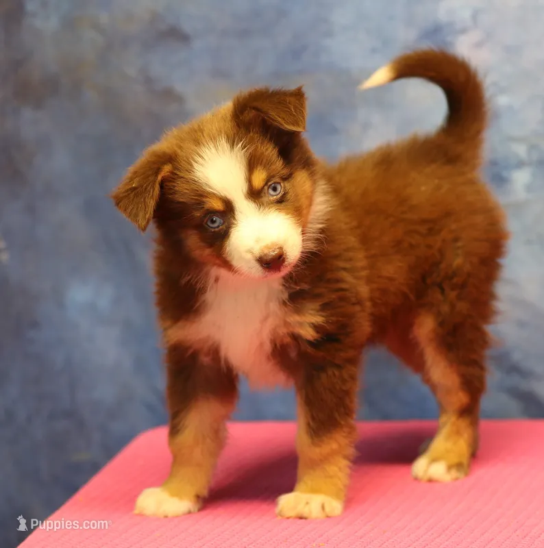 Reddy – Miniature Australian Shepherd puppy for sale in Lawton, OK