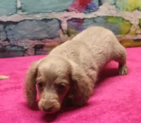 Daisy - Isabella Female, a female Miniature Dachshund for sale in Lawton, OK – 10 of 10