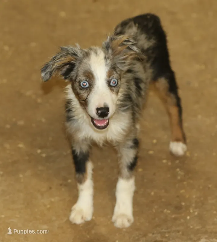 Tiny Tot OG - Blue Merle Female – Toy Australian Shepherd puppy for sale in Lawton, OK