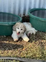 CT - Merle Parti Female, a female Goldendoodle for sale in Lawton, OK – 3 of 10