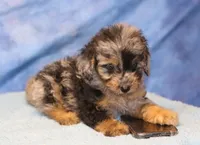 Freckles - Blue Merle Male 1, a male Miniature Aussiedoodle for sale in Lawton, OK – 8 of 10
