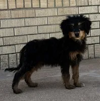 Freckles - Black Phantom Male 2, a male Miniature Aussiedoodle for sale in Lawton, OK – 6 of 10