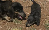 Chloe - Blue & Cream Female, a female Miniature Dachshund for sale in Lawton, OK – 8 of 10
