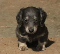 Chloe - Blue & Cream Female, a female Miniature Dachshund for sale in Lawton, OK – 5 of 10