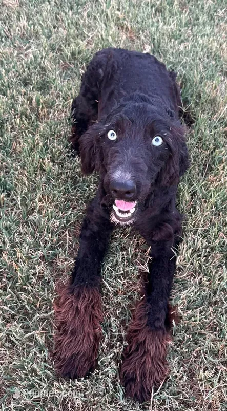 Stormi - Black Bi Female – Miniature Australian Shepherd puppy for sale in Lawton, OK