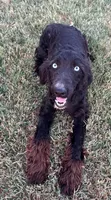 Stormi - Black Bi Female, a female Miniature Australian Shepherd for sale in Lawton, OK – 1 of 9