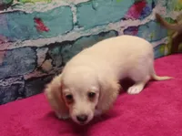 Daisy - Cream Female, a female Miniature Dachshund for sale in Lawton, OK – 10 of 10
