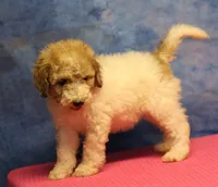 Tiffany - Merle Parti Female, a female Goldendoodle for sale in Lawton, OK – 9 of 9