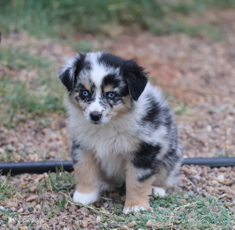 Oakley - Blue Merle Female 2 – Miniature Australian Shepherd puppy for sale in Lawton, OK