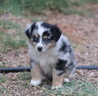 Oakley - Blue Merle Female 2, a female Miniature Australian Shepherd for sale in Lawton, OK – 5 of 10