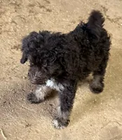 CT - Chocolate Phantom Female , a female Goldendoodle for sale in Lawton, OK – 4 of 4