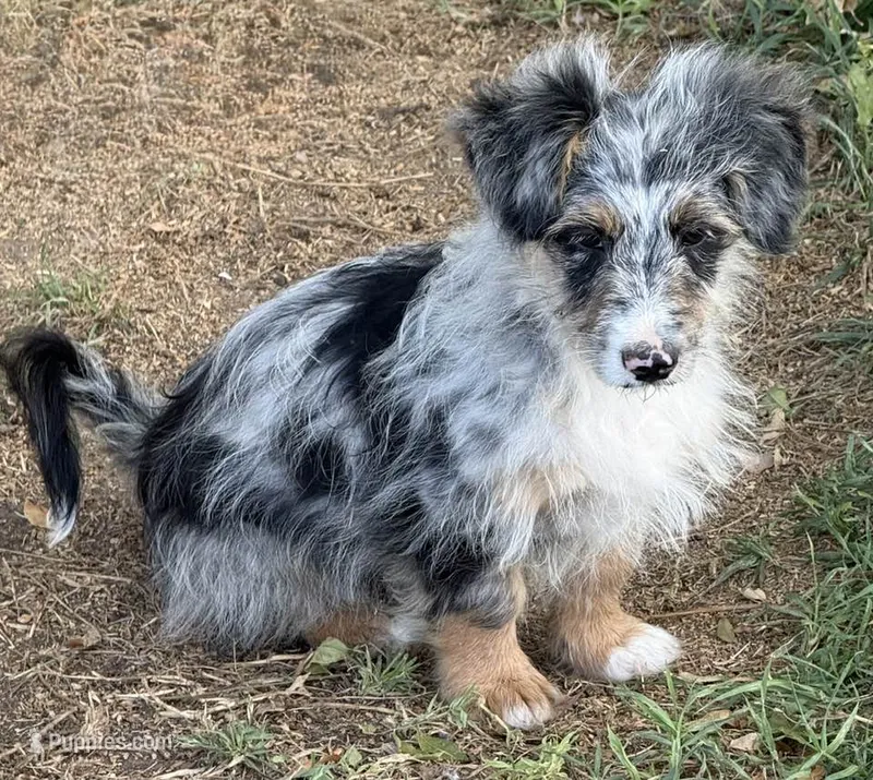 Blair - Blue Merle Male 2 – Miniature Australian Shepherd, Miniature Bernedoodle puppy for sale in Lawton, OK