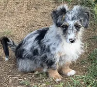 Blair - Blue Merle Male 2, a male Miniature Australian Shepherd and Miniature Bernedoodle for sale in Lawton, OK – 1 of 1