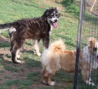 Briley -  Black Tri Female 1, a female Miniature Aussiedoodle for sale in Lawton, OK – 8 of 9