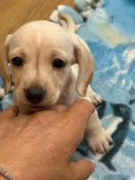 Audi - Light Cream Male, a male Miniature Dachshund for sale in Lawton, OK – 2 of 4