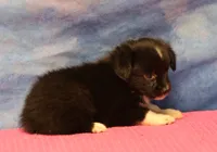 Tiny Tot - Black Bi Female, a female Toy Australian Shepherd for sale in Lawton, OK – 4 of 5