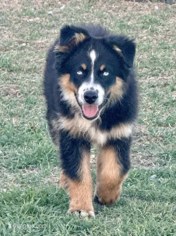 Penny - BET Black Tri Male 2 – Miniature Australian Shepherd puppy for sale in Lawton, OK