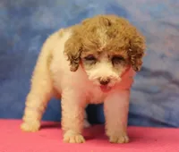 Tiffany - Merle Parti Female, a female Goldendoodle for sale in Lawton, OK – 4 of 9