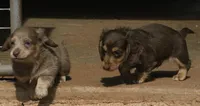Isabella & Cream Male, a male Miniature Dachshund for sale in Lawton, OK – 3 of 3