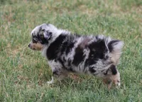 Oakley - Blue Merle Female 1, a female Miniature Australian Shepherd for sale in Lawton, OK – 3 of 8
