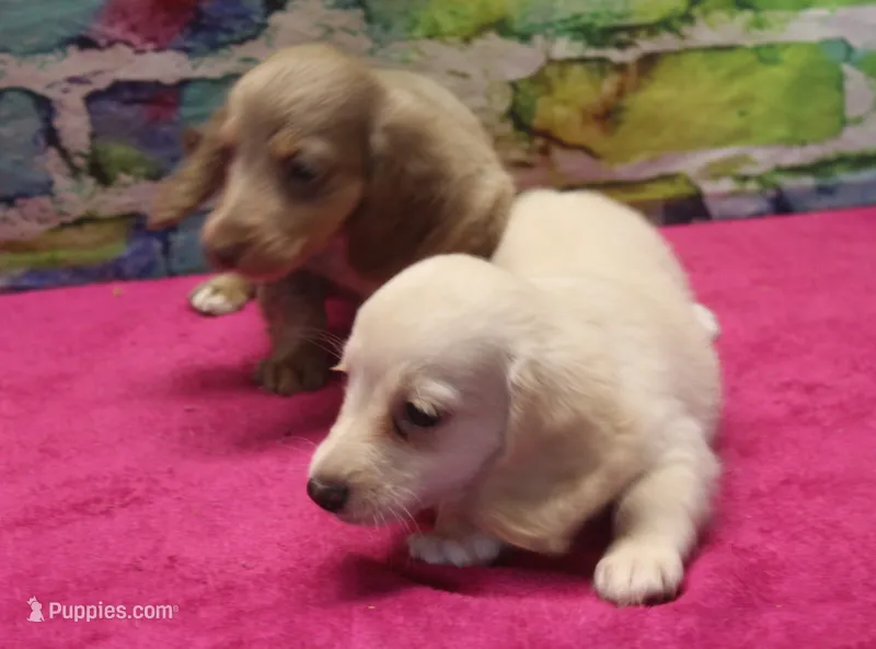 Daisy - Cream Female – Miniature Dachshund puppy for sale in Lawton, OK