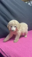 CT - Cream Female, a female Goldendoodle for sale in Lawton, OK – 10 of 10