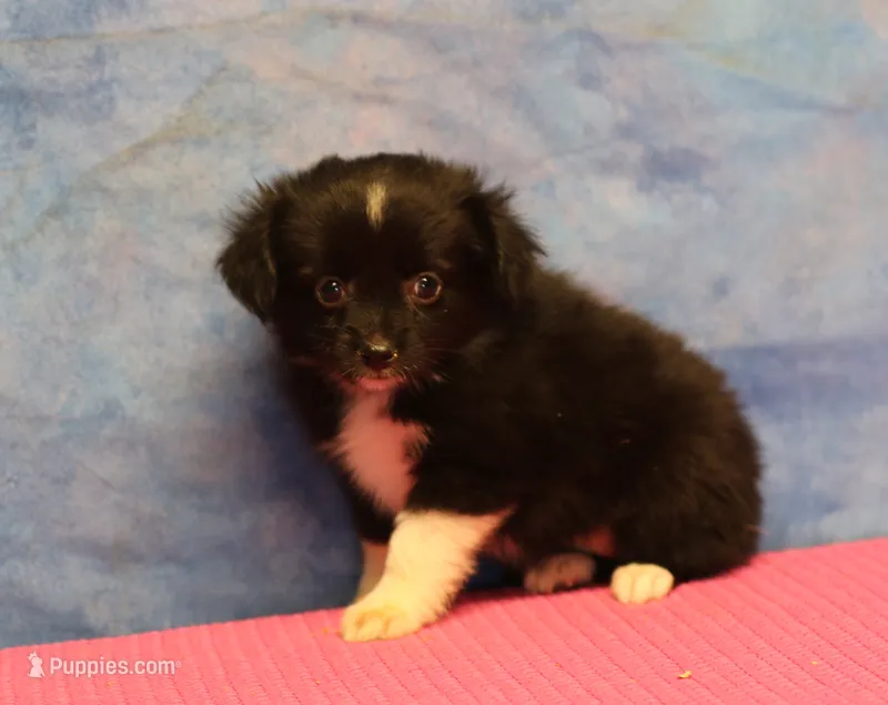 Tiny Tot - Black Bi Female – Toy Australian Shepherd puppy for sale in Lawton, OK