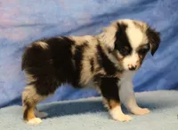 Tiny Tot - Blue Merle Male, a male Toy Australian Shepherd for sale in Lawton, OK – 6 of 10