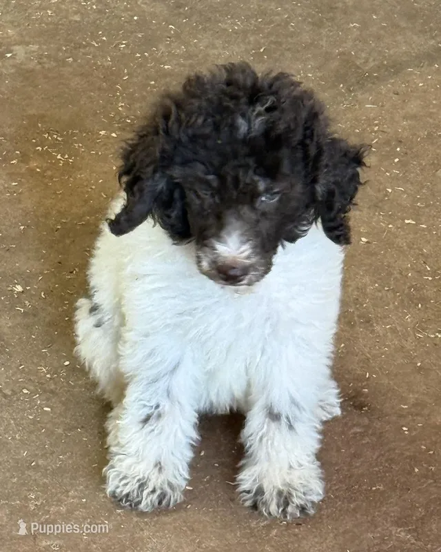 Tiffany - Chocolate Parti Female  – Goldendoodle puppy for sale in Lawton, OK