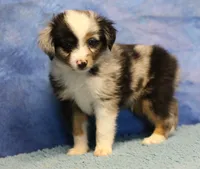 Tiny Tot - Blue Merle Male, a male Toy Australian Shepherd for sale in Lawton, OK – 1 of 10