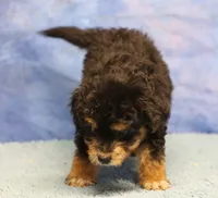 Freckles - Black Phantom Male 1, a male Miniature Aussiedoodle for sale in Lawton, OK – 4 of 10