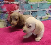 Daisy - Cream Female, a female Miniature Dachshund for sale in Lawton, OK – 4 of 10