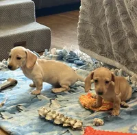 Audi - Light Cream Male, a male Miniature Dachshund for sale in Lawton, OK – 8 of 10