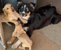 Audi - Cream Female, a female Miniature Dachshund for sale in Lawton, OK – 5 of 7