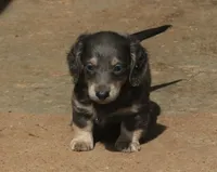 Chloe - Blue & Cream Female, a female Miniature Dachshund for sale in Lawton, OK – 9 of 10