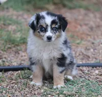 Oakley - Blue Merle Female 2, a female Miniature Australian Shepherd for sale in Lawton, OK – 2 of 10