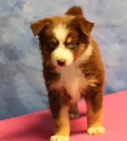 Reddy, a female Miniature Australian Shepherd for sale in Lawton, OK – 7 of 8