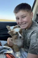 Dally - Red Merle Female 1, a female Pembroke Welsh Corgi and Miniature Australian Shepherd for sale in Lawton, OK – Photo 3 of 10