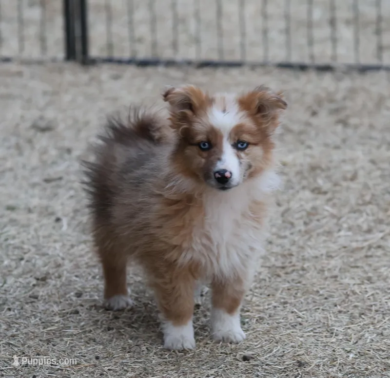 Dally - Red Merle Female 1