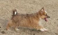 Dally - Red Merle Female 1, a female Pembroke Welsh Corgi and Miniature Australian Shepherd for sale in Lawton, OK – Photo 8 of 10