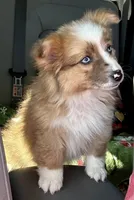 Dally - Red Merle Female 1, a female Pembroke Welsh Corgi and Miniature Australian Shepherd for sale in Lawton, OK – Photo 4 of 10