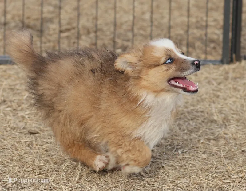 Dally - Red Merle Female 1