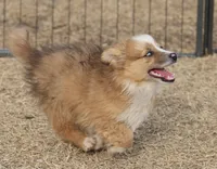 Dally - Red Merle Female 1, a female Pembroke Welsh Corgi and Miniature Australian Shepherd for sale in Lawton, OK – Photo 1 of 10
