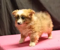 Dally - Red Merle Female 1, a female Pembroke Welsh Corgi and Miniature Australian Shepherd for sale in Lawton, OK – Photo 6 of 10