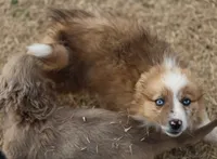 Dally - Red Merle Female 1, a female Pembroke Welsh Corgi and Miniature Australian Shepherd for sale in Lawton, OK – Photo 9 of 10