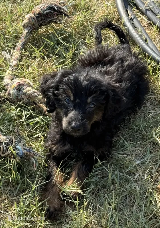 Freckles - Black Phantom Female – Miniature Aussiedoodle puppy for sale in Lawton, OK