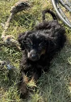 Freckles - Black Phantom Female, a female Miniature Aussiedoodle for sale in Lawton, OK – 3 of 9